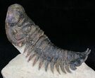 Aesthetic Crotalocephalina Trilobite #21743-1